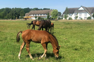 Hotel Friesenhof Trassenheide