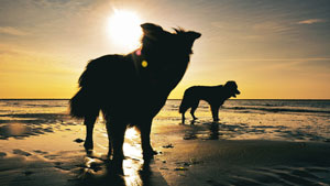 Hunde am Strand