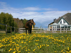 Pferde am Friesenhof